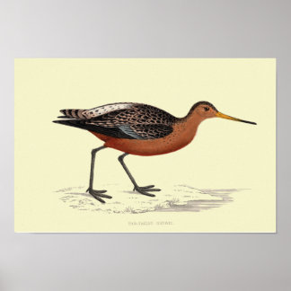 BAR-TAILED GODWIT PRINT