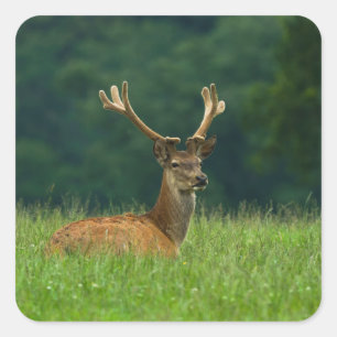 Barasingha deer square sticker