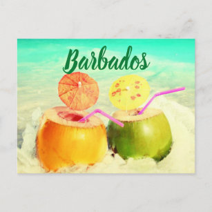 Barbados coconuts postcard