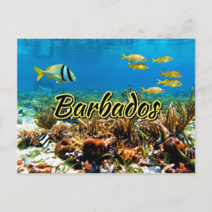 Barbados coral reef postcard