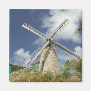 BARBADOS, North East Coast, Morgan Lewis: Morgan Magnet