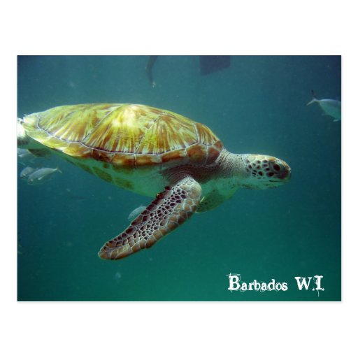 Image of Barbados W.I. Postcard