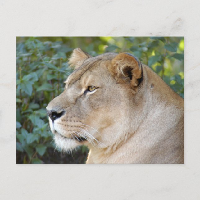 Barbary Lion-set-1-008 Postcard (Front)
