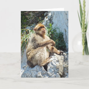 Barbary macaque monkey holiday card