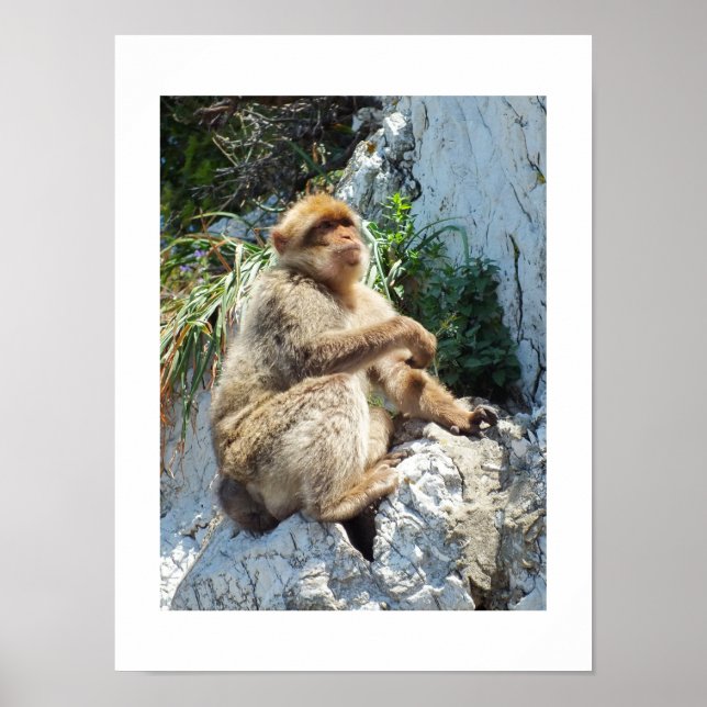 Barbary macaque monkey poster (Front)