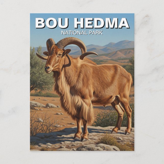 Barbary Sheep in Bou Hedma National Park Tunisia Postcard (Front)