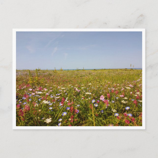Barbate, Andalusia (Spain) Postcard (Front)