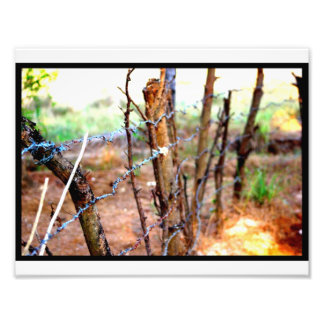 Barbed Wire Fence Photo Print