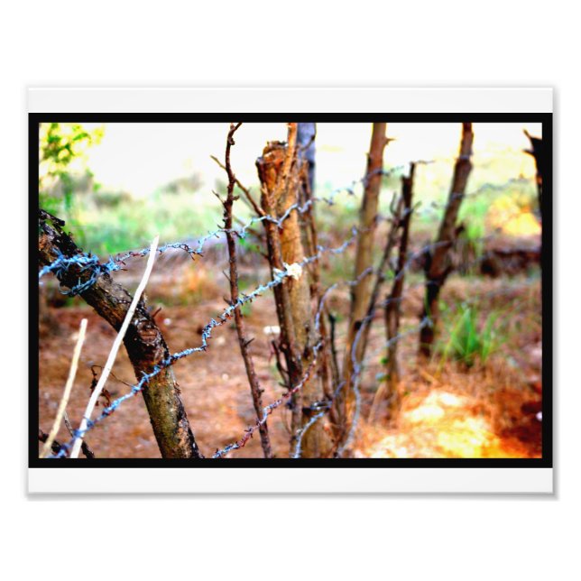 Barbed Wire Fence Photo Print (Front)