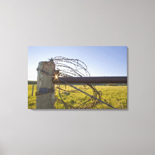 Barbed wire rolled up on fencerow near canvas print