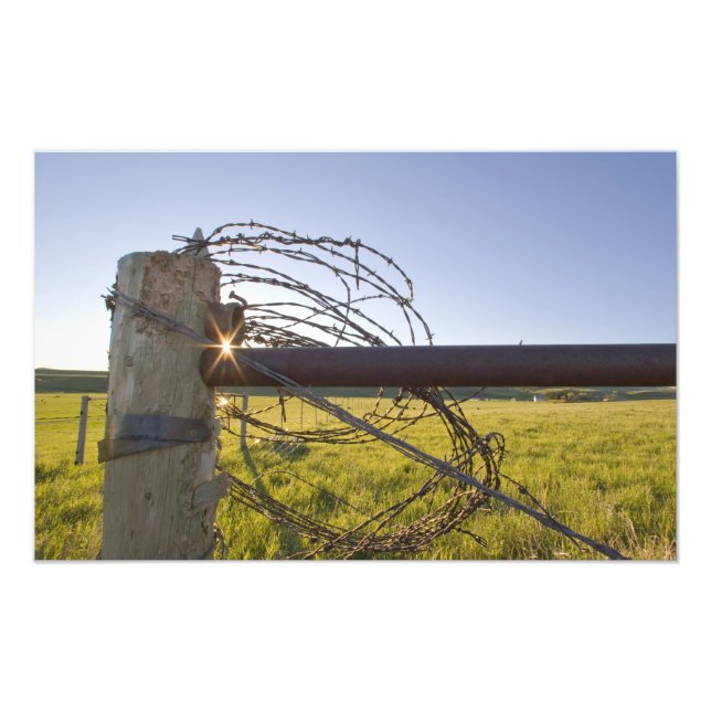 Barbed wire rolled up on fencerow near photo print (Front)