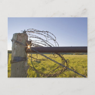 Barbed wire rolled up on fencerow near postcard