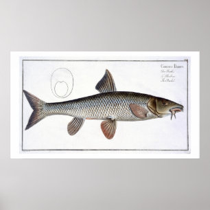Barbel (Cyprinus Barbus) plate XVIII from 'Ichthyo Poster