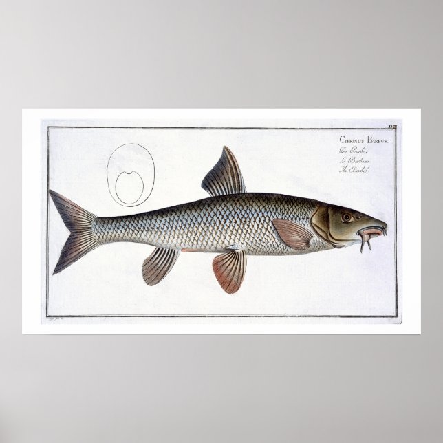 Barbel (Cyprinus Barbus) plate XVIII from 'Ichthyo Poster (Front)