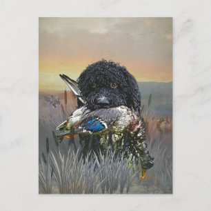 Barbet , 	French Water Dog   Postcard