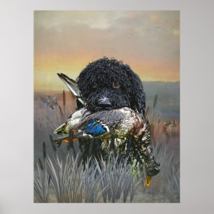 Barbet , 	French Water Dog   Poster