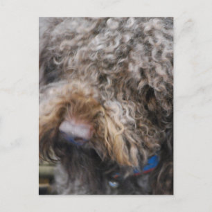 Barbet  Postcard