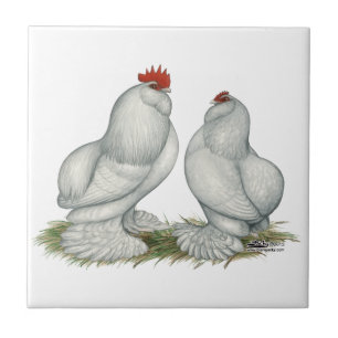 Barbu d'Everberg Chickens Tile