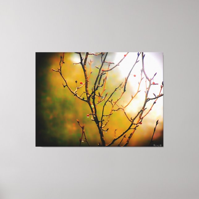 Bare Tree Branches in Mist Canvas Print (Front)