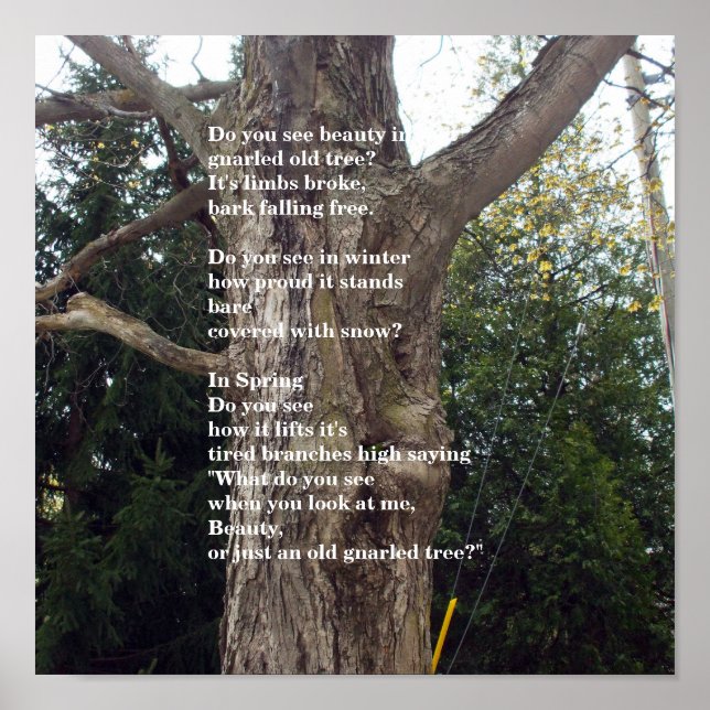 Bare Tree Poem fot Arbor Day Poster (Front)