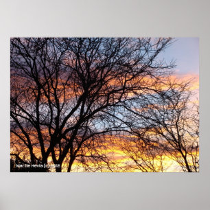 Bare Trees at Sunset Poster