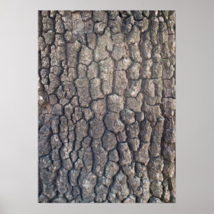 Bark of plane tree poster