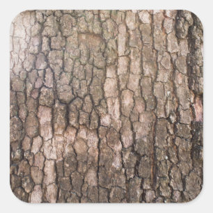 Bark of plane tree square sticker