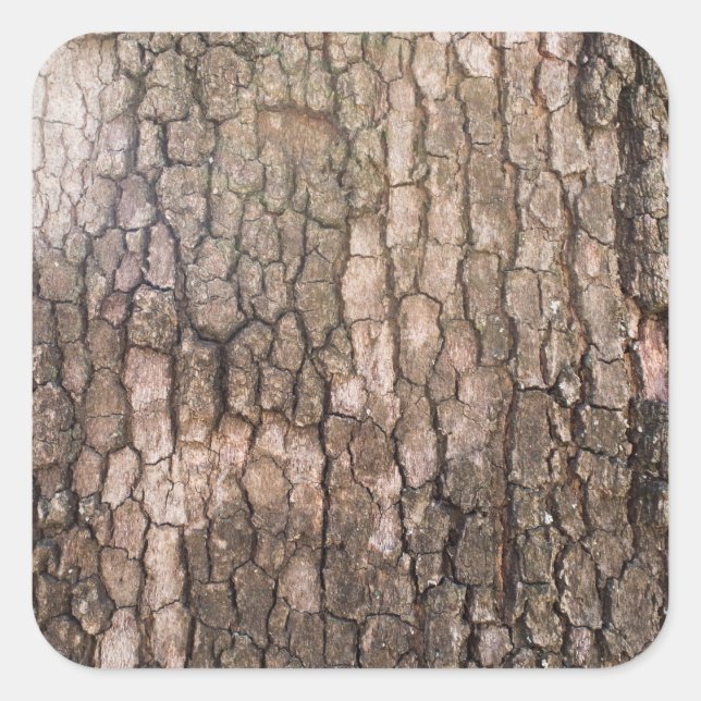 Bark of plane tree square sticker (Front)