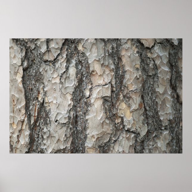 Bark Pine Wood Poster (Front)
