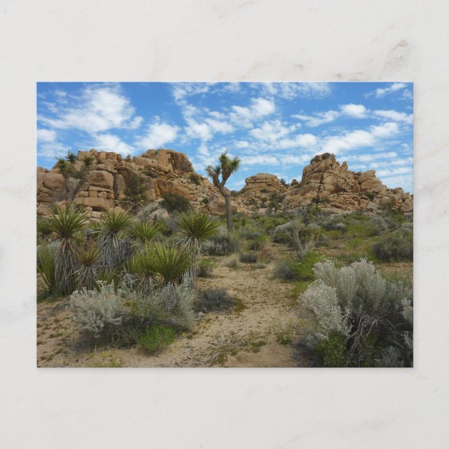 Barker Dam Loop Trail at Joshua Tree National Park Postcard (Front)