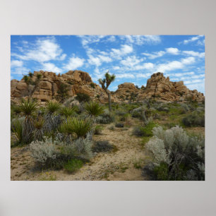 Barker Dam Loop Trail at Joshua Tree National Park Poster