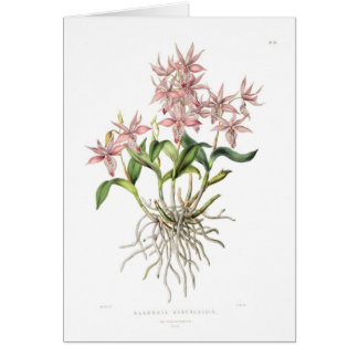 Barkeria spectabilis