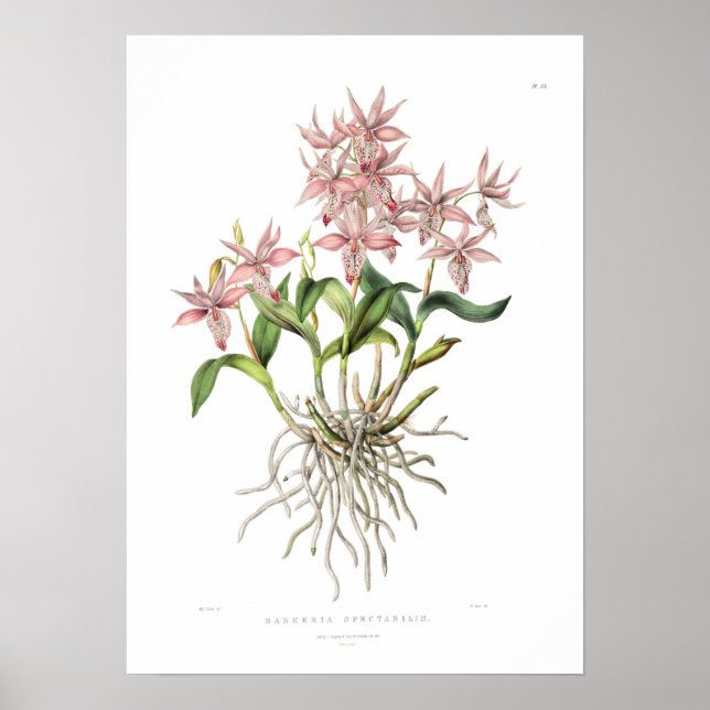 Barkeria spectabilis by Miss Drake. Poster (Front)