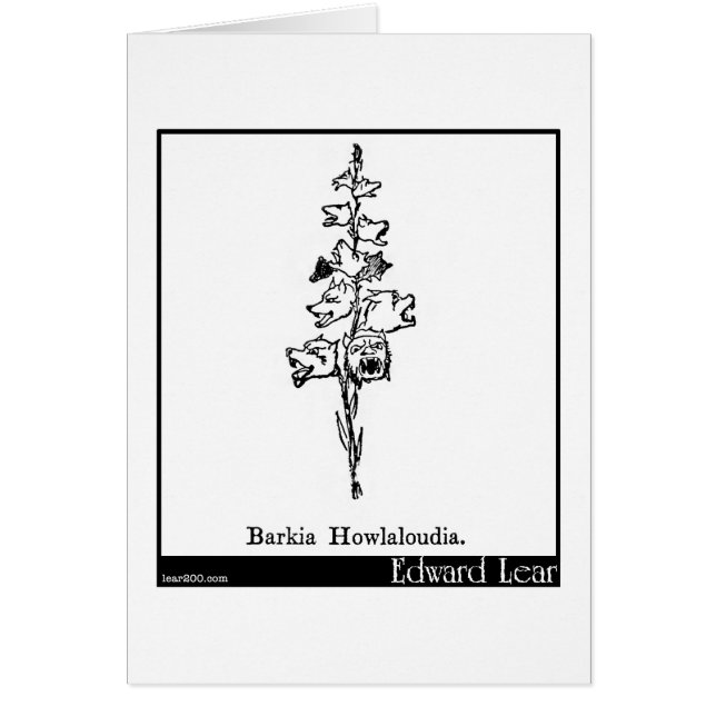 Barkia Howlaloudia. (Front)