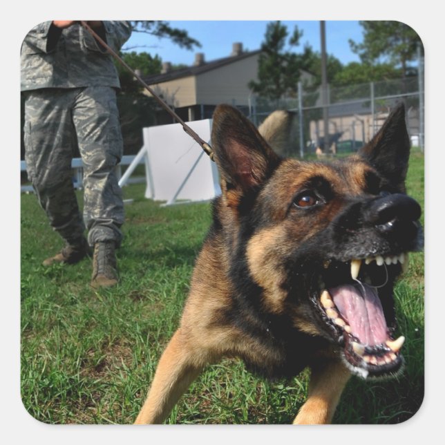 Barking German Shepherd Square Sticker (Front)