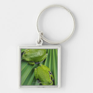 Barking Tree Frog (hyla gratiosa) Key Ring