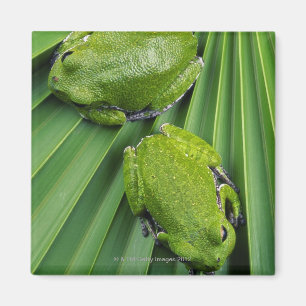 Barking Tree Frog (hyla gratiosa) Magnet