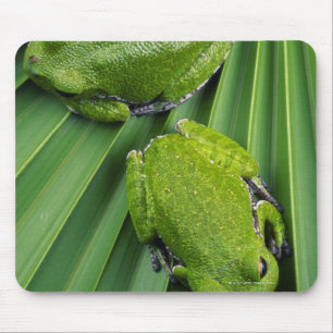 Barking Tree Frog (hyla gratiosa) Mouse Mat