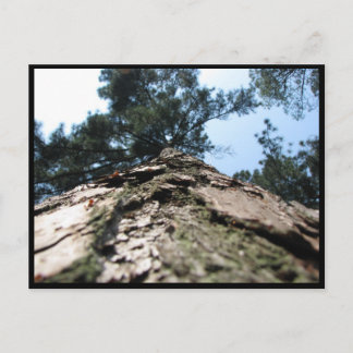 Barking up the wrong tree postcard