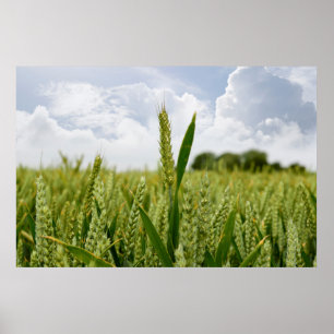 barley crop poster