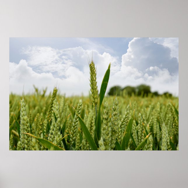 barley crop poster (Front)