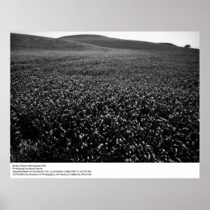 Barley Field at Montezuma Hills by Ansel Adams Poster