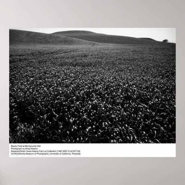 Barley Field at Montezuma Hills by Ansel Adams Poster (Front)