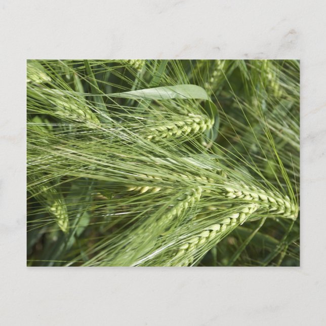Barley Field Postcard (Front)