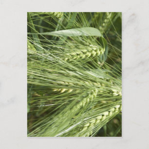 Barley Field Postcard