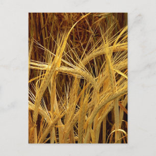 Barley Photograph Postcard