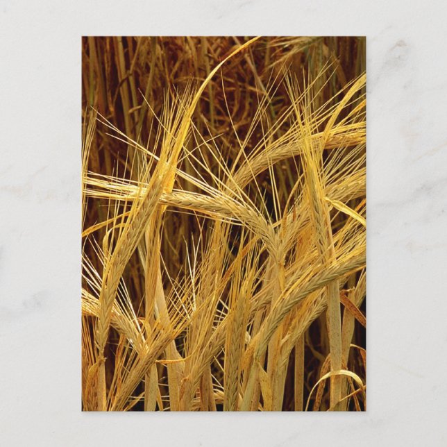Barley Photograph Postcard (Front)