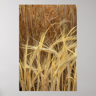 Barley Poster