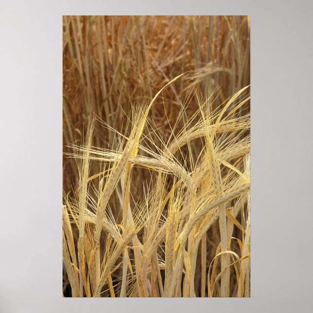 Barley Poster (Front)