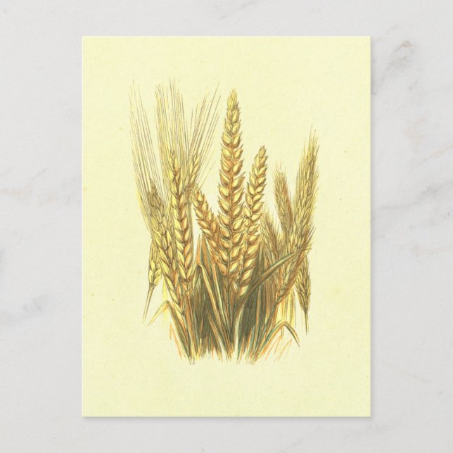 Barley, Wheat & Rye Vintage Lithograph Postcard (Front)